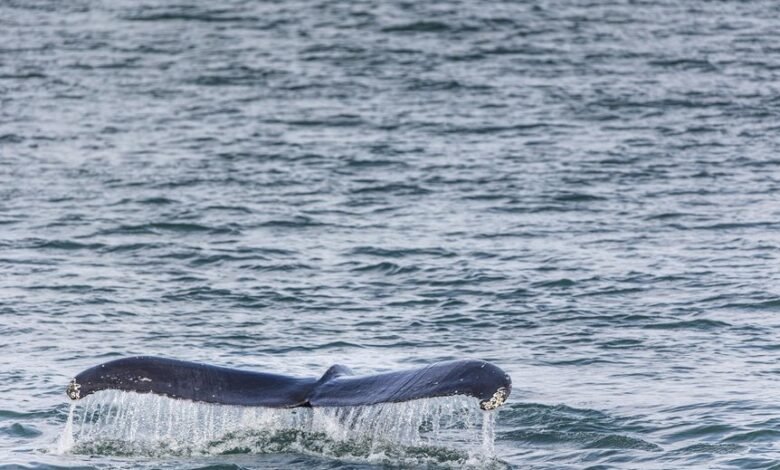 rural areas drop probability